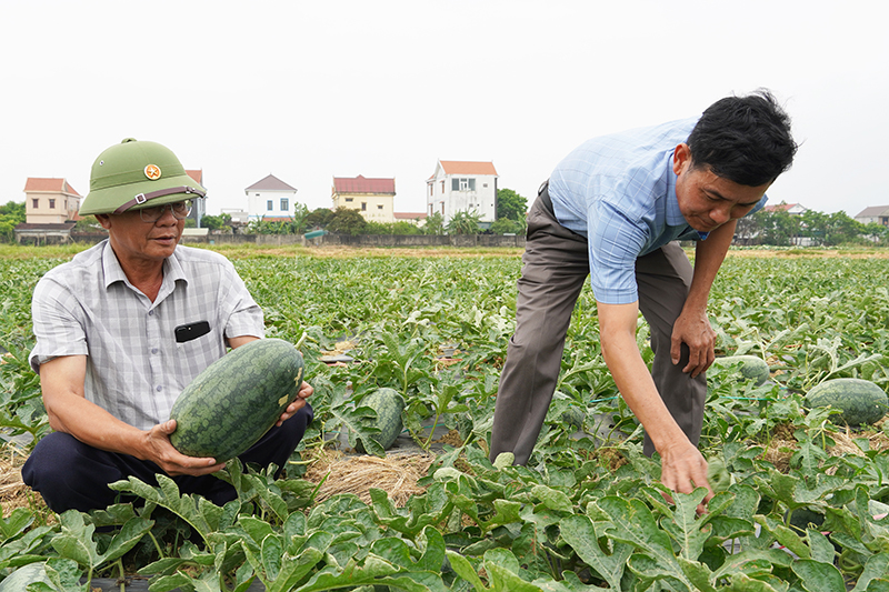 Nhiều mô hình kinh tế nông nghiệp phát triển đem lại thu nhập ổn định cho người dân.