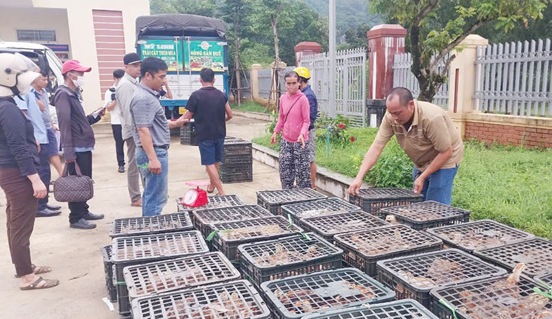 Chính quyền địa phương luôn triển khai kịp thời các chương trình hỗ trợ giống vật nuôi cho người dân.