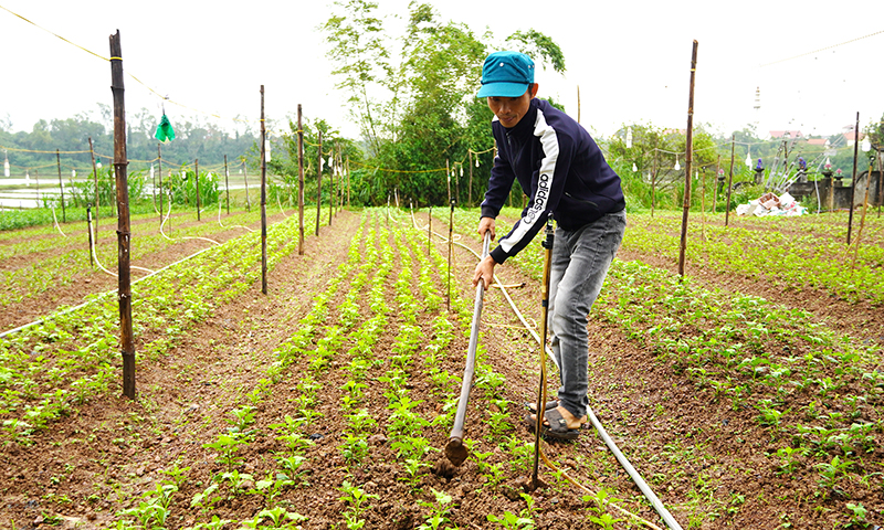 Anh Nguyễn Thành Trung ở xã Lý Trạch đang chăm sóc hoa vụ Tết.