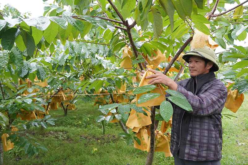 Vườn na của Hợp tác xã Nông nghiệp ứng dụng công nghệ cao Tâm An vụ thu hoạch.