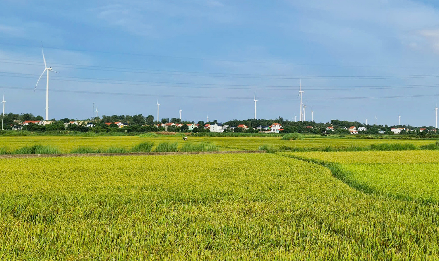 Hơn 1.000ha thực hiện liên kết sản xuất gắn với tiêu thụ sản phẩm