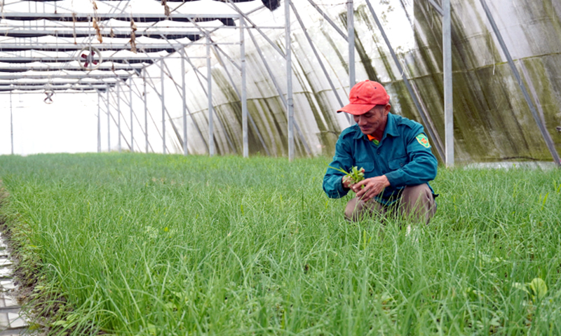 Nông dân trồng rau, hoa vào vụ Tết