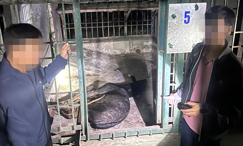 Phát hiện vụ vận chuyển cá thể động vật hoang dã