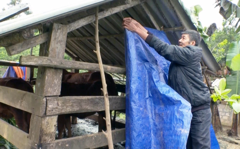 Chủ động phòng, chống rét cho đàn vật nuôi