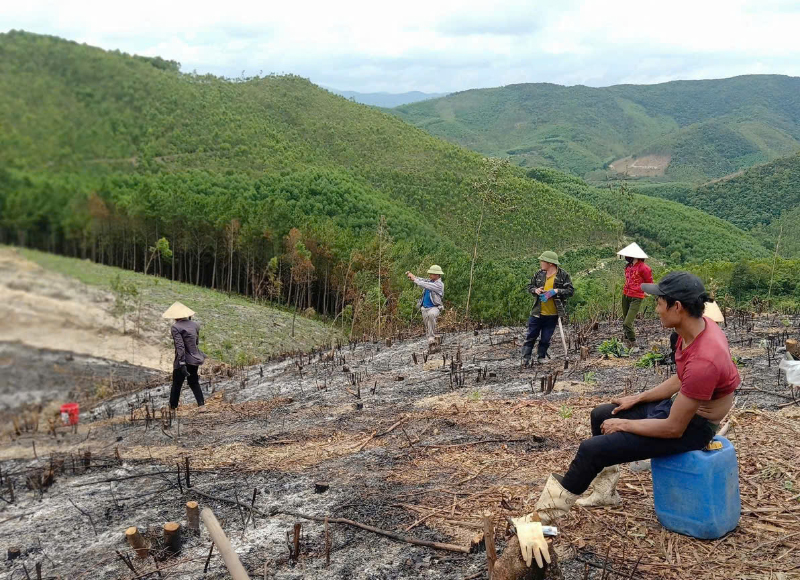 Quy định đơn giá trồng rừng thay thế khi chuyển mục đích sử dụng rừng sang mục đích khác
