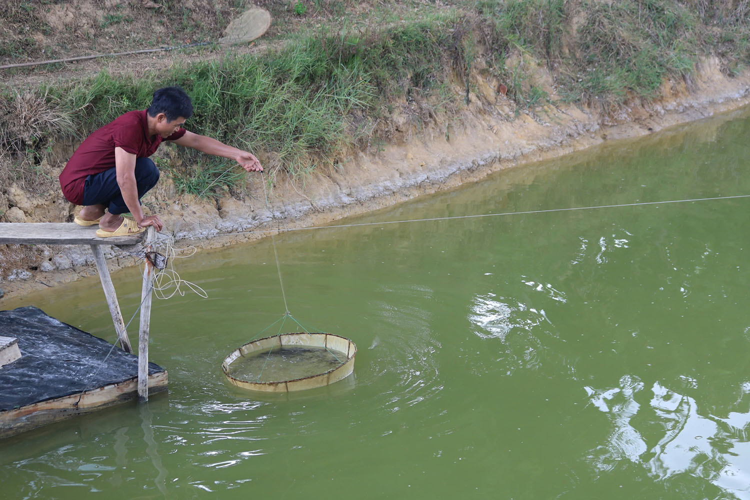 Hướng dẫn lịch thời vụ thả giống và nuôi tôm nước lợ