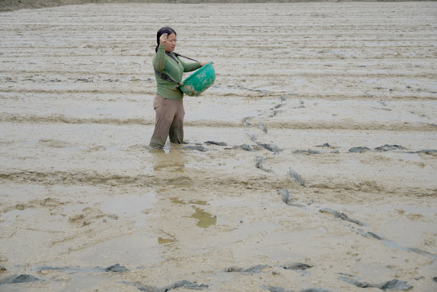 Xuống giống vụ đông-xuân