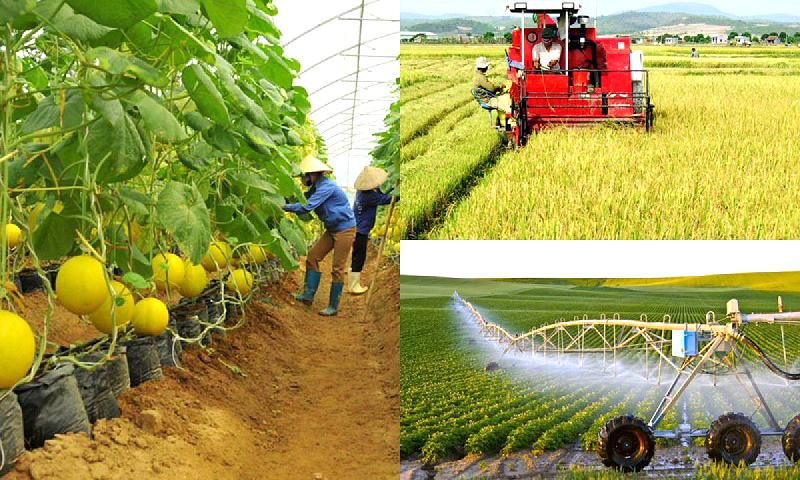 Quyết định bãi bỏ văn bản quy định chức năng, nhiệm vụ, quyền hạn và cơ cấu tổ chức của Sở Nông nghiệp-Phát triển nông thôn