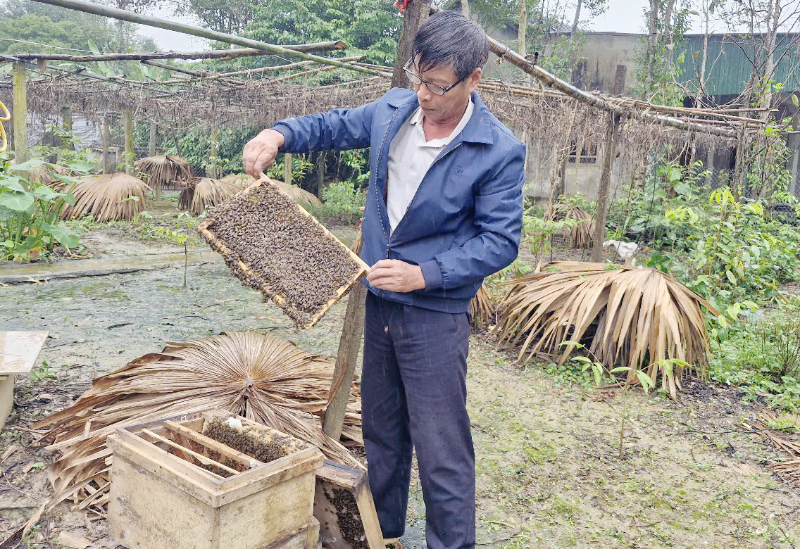 Ông Võ Văn Mạnh đang kiểm tra đàn ong của mình.