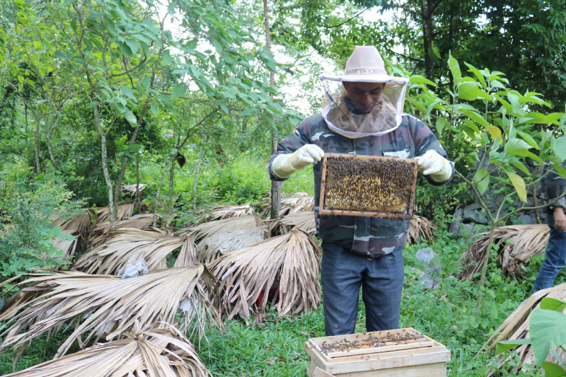 Mô hình nuôi ong lấy mật thực hiện tại xã Thượng Hóa (Minh Hóa) đã mang lại kết quả bước đầu.