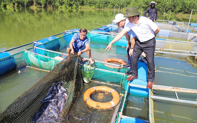 Đoàn công tác Sở Khoa học-Công nghệ kiểm tra thực tế mô hình nuôi cá lăng nha.