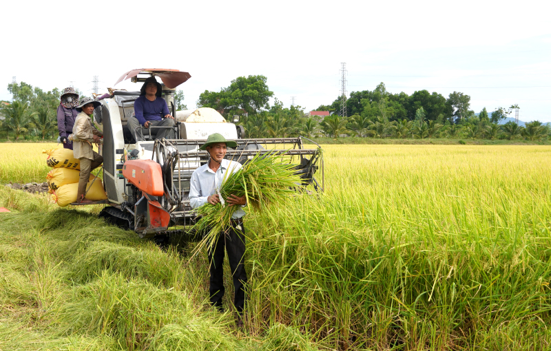 Các địa phương trên địa bàn tỉnh nhân rộng mô hình sản xuất lúa gạo hữu cơ, bảo đảm năng suất, chất lượng.