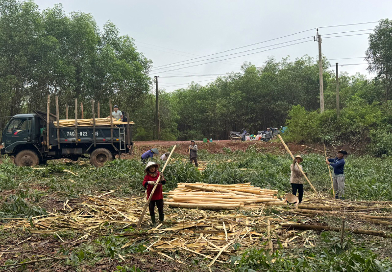 Người dân Trầm Kỳ thu hoạch rừng trồng.