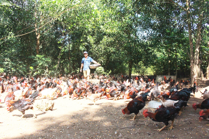 Mô hình chăn nuôi của anh Đinh Quang Thao cho thu nhập cao.