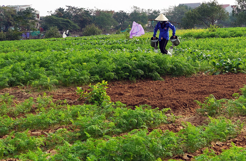 Nông dân Quảng Ninh chăm sóc rau màu phục vụ thị trường Tết.