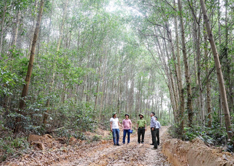 Diện tích trồng rừng gỗ lớn tại xã Trường Xuân (Quảng Ninh).