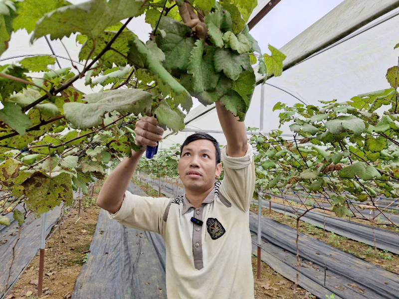 Cây "quý tộc" bén duyên miền sơn cước