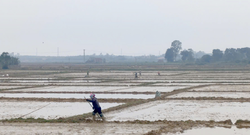 Chủ động chăm sóc lúa đông-xuân
