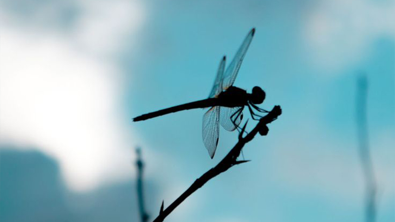 Nghiêng một mùa đông