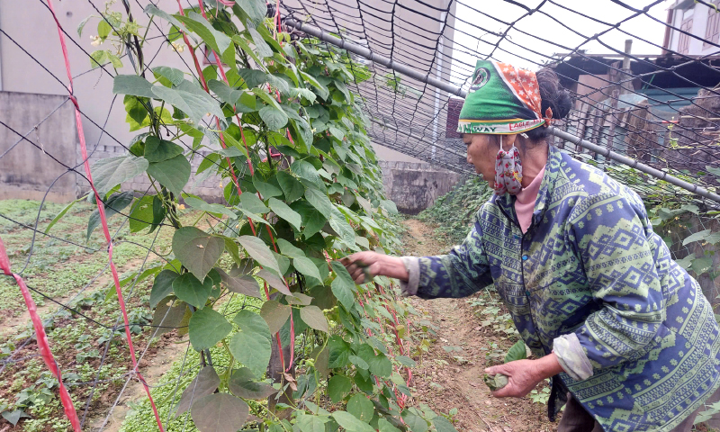 Cùng phụ nữ phát triển kinh tế