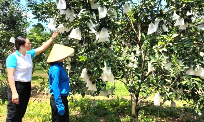 Chú trọng chuyển đổi cơ cấu cây trồng, vật nuôi