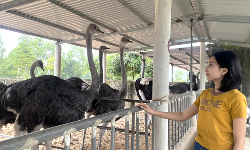 Thu nhập "khủng" nhờ nuôi đà điểu