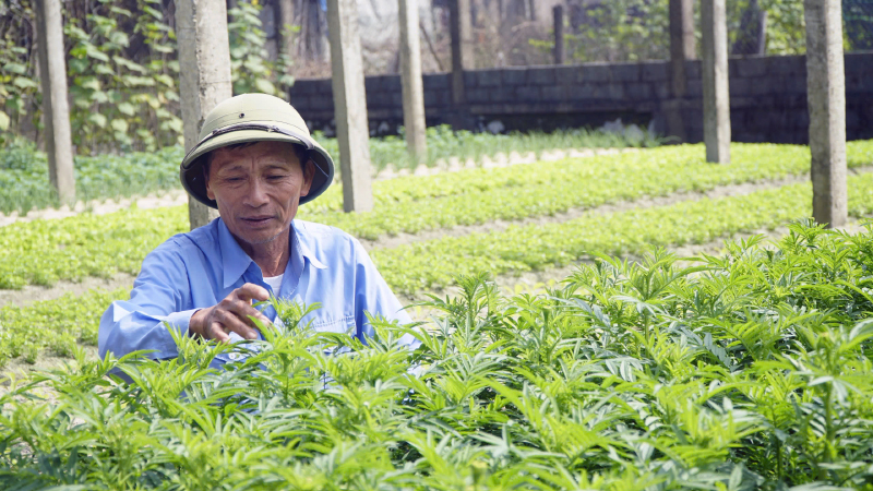 Nông dân vượt khó sẵn sàng cho vụ Tết