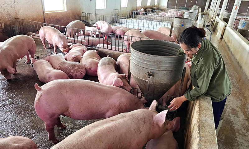 Chủ động cung ứng thực phẩm dịp Tết