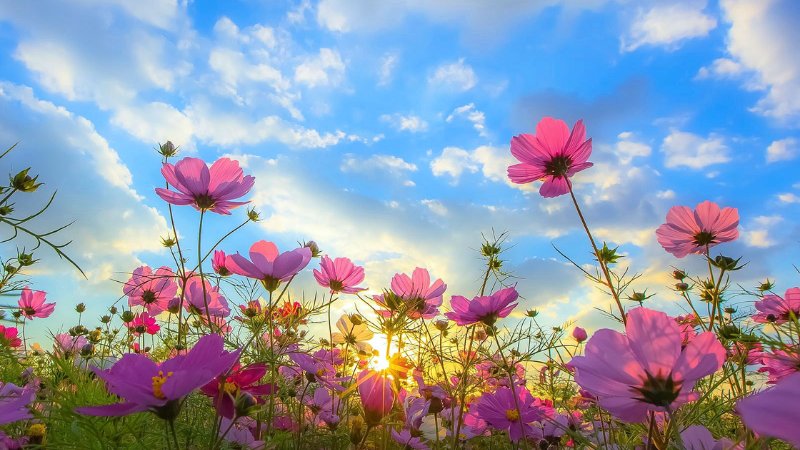 Một mảnh trời xuân