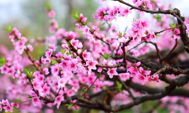 Đồng Hới vào xuân