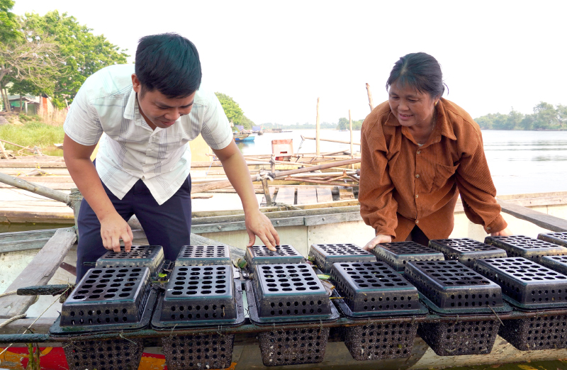 Mô hình nuôi cua trong hộp nhựa mang lại thu nhập ổn định cho người dân thôn Phú Ninh, xã Duy Ninh.