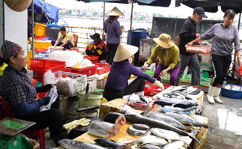 TP. Đồng Hới phát huy lợi thế để phát triển hoạt động đánh bắt, nuôi trồng, chế biến và dịch vụ thủy sản.