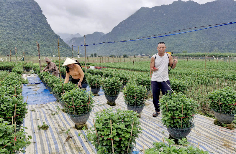 Dự án “Quản lý thiên tai dựa vào cộng đồng hướng đến người khuyết tật, giai đoạn 1” đã giúp nhiều hộ dân thôn 4 Phúc Đồng, xã Phúc Trạch có thu nhập cao hơn.