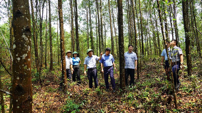 Công ty Long Đại đang tập trung phát triển diện tích rừng gỗ lớn và cấp chứng chỉ FSC.