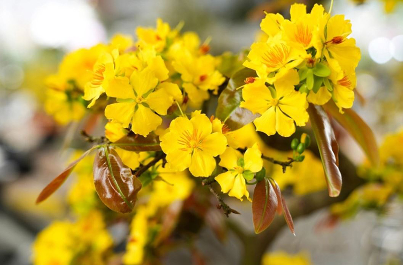 Em có nghe mùa xuân gọi