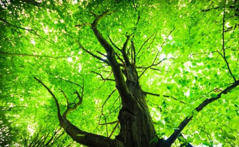 Mượn em câu hát xuân này