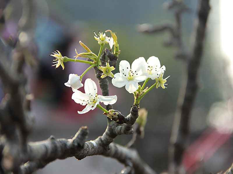 Tháng giêng, em về