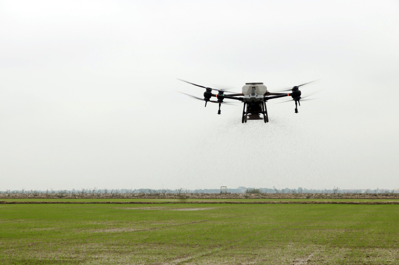 Cánh đồng "không dấu chân"…