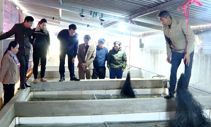 Làm giàu từ nuôi lươn không bùn