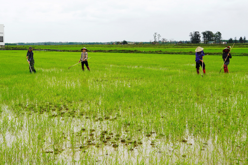 Chủ động chăm sóc, bảo vệ lúa đông-xuân