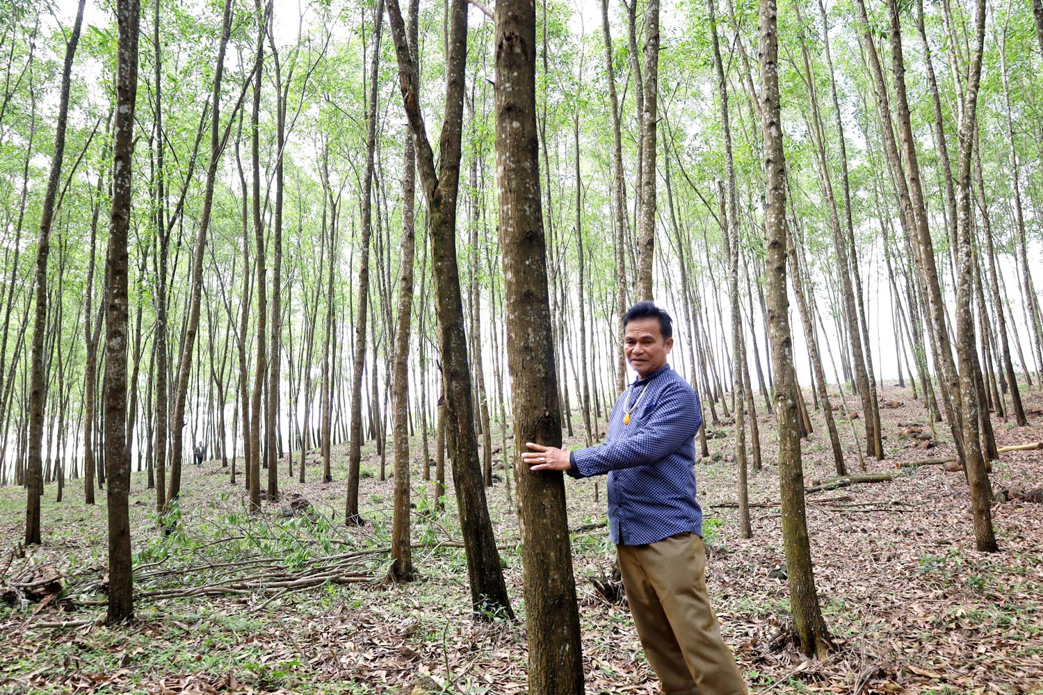 Lệ Thủy: Khai thác gần 2.500ha rừng trồng