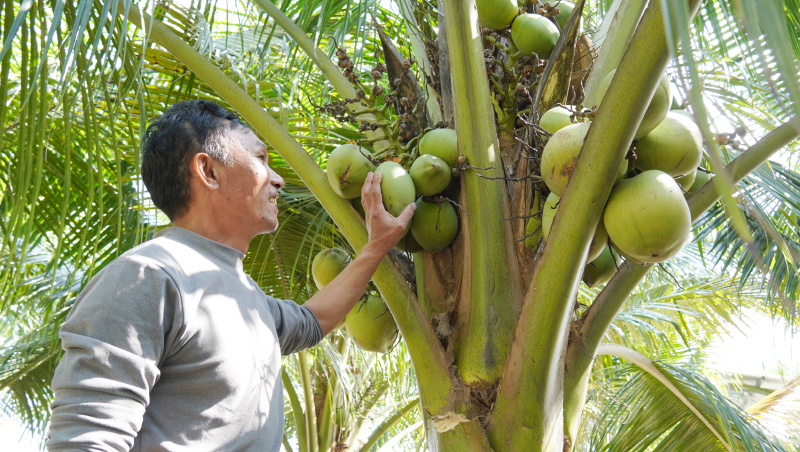 "Trái ngọt" dừa xiêm lùn