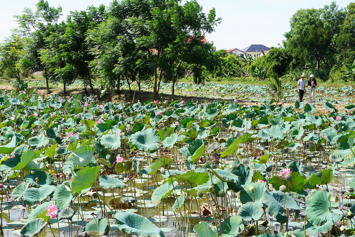 Cấp mới thêm 9 mã số vùng trồng