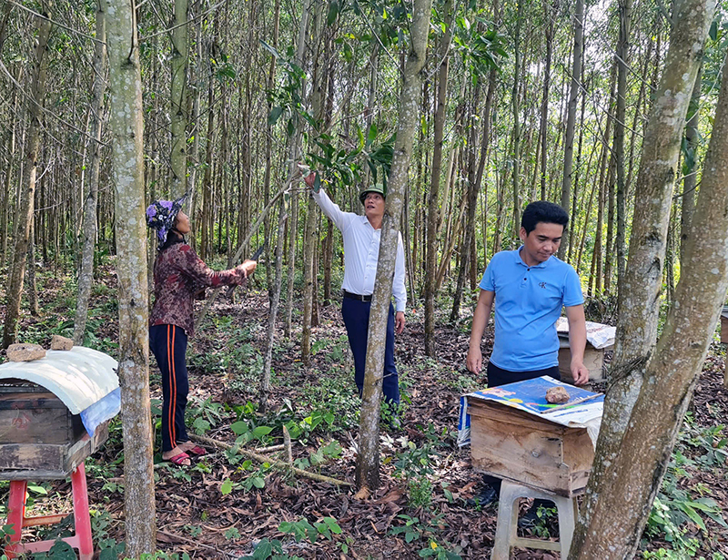 Công tác chăm sóc, bảo vệ rừng được người dân xã Trường Xuân (Quảng Ninh) quan tâm thực hiện.