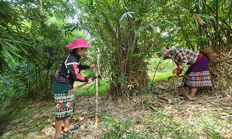 Đồng bào Bru-Vân Kiều ở xã Trường Sơn (Quảng Ninh) đi hái măng.  Ảnh:  X.Thi
