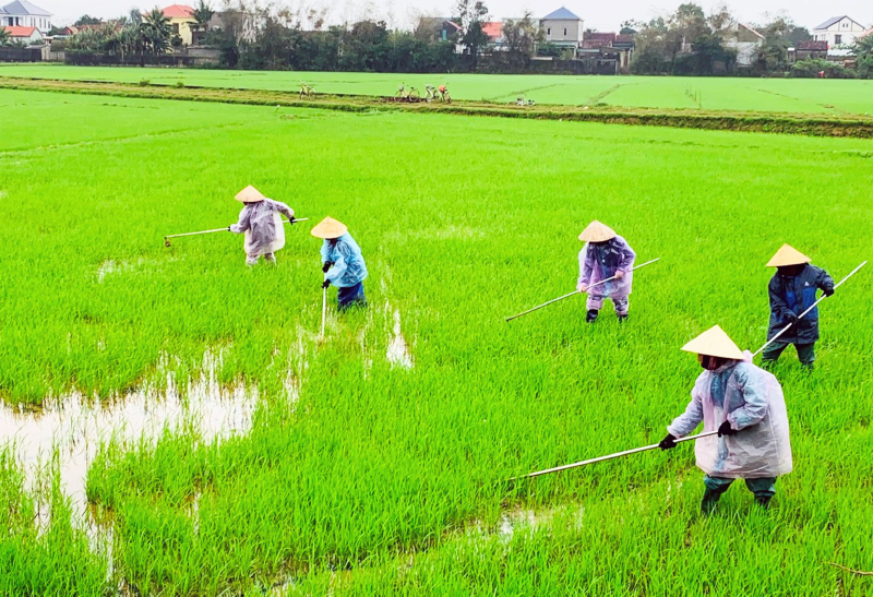 Nông dân huyện Quảng Ninh chăm sóc lúa đông-xuân.
