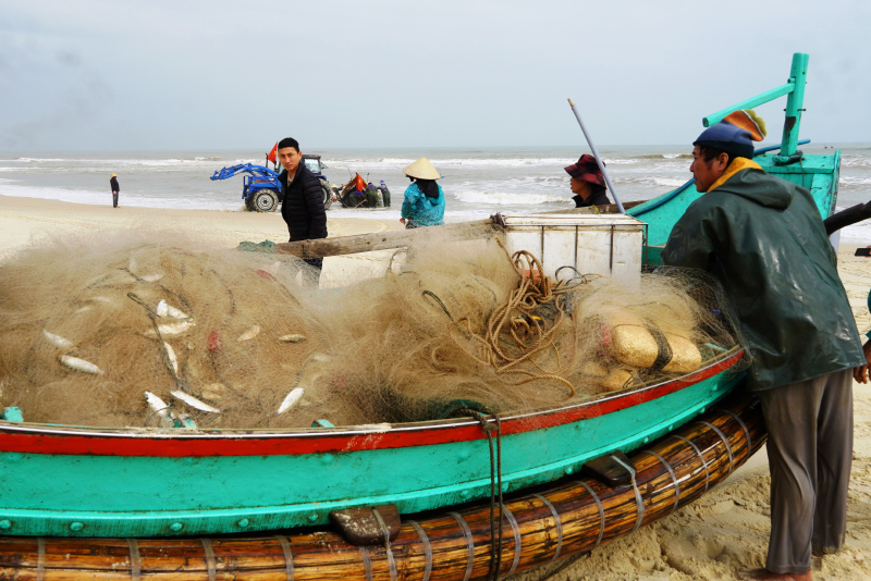 Ngư dân Hải Ninh (Quảng Ninh) trúng đậm luồng cá trích đầu năm mới.