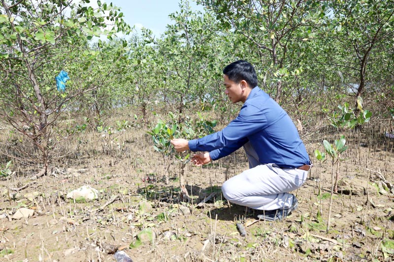 Rừng bần ở xã Quảng Văn (TX. Ba Đồn).