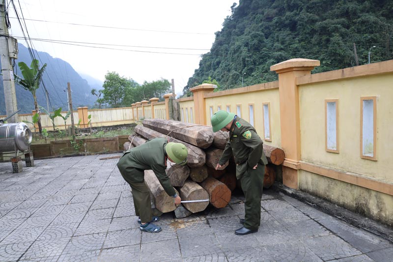 Lực lượng Kiểm lâm huyện Minh Hóa thu giữ tang vật gỗ lậu để xử lý.