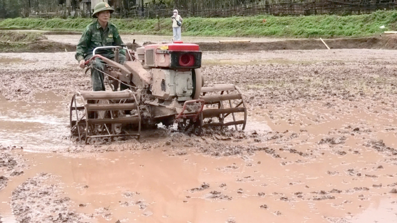 BĐBP giúp dân làm lúa nước.